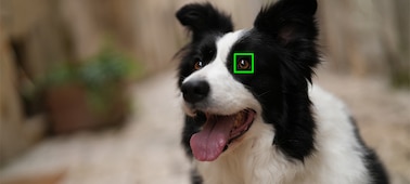 תמונה לדוגמה המציגה סוג נושא (כלב) הניתן לזיהוי על ידי הבינה המלאכותית של המצלמה