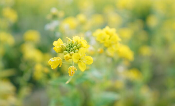 תמונה של פרחים צהובים