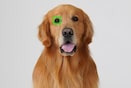 תמונה של כלב עם מסגרת מיקוד עין אוטומטי בבעלי חיים המוצגת על עין אחת