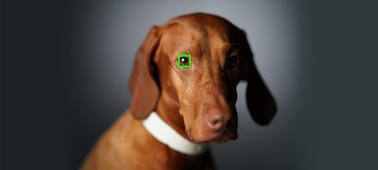 תמונה של פני כלב עם מסגרת מיקוד אוטומטי המוצגת על עין אחת