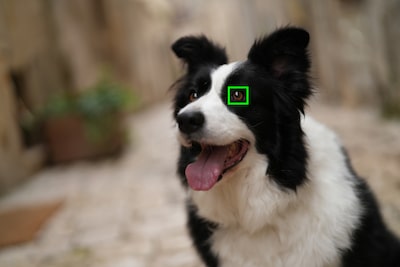 תמונה לדוגמה המציגה סוג נושא (כלב) הניתן לזיהוי על ידי הבינה המלאכותית של המצלמה