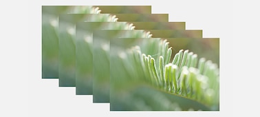 תמונות תקריב מרובות שמציגות צמחים ברצף