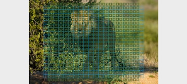 תמונה של אריה באזור מוצלל, עם מחווני אזורים של חיישן מיקוד אוטומטי המוצגים מעל התמונה
