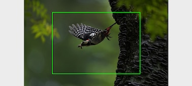 דיוקן של ציפור במעוף, הממחיש את רזולוציית התמונה גבוהה המאפשרת חיתוך של תמונות לצורך הגדלת התמונות שצולמו