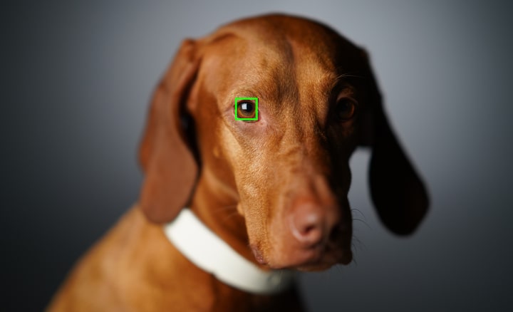 AF בעין בזמן אמת עם מעקב אחר עיניים של בעלי חיים ליותר הצלחה