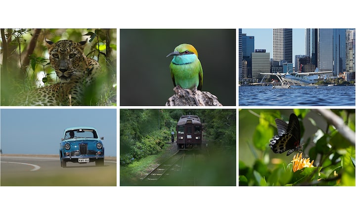 תמונות לדוגמה של נושאים מוכרים: נמר, ציפור, מטוס, מכונית, רכבת, פרפר.