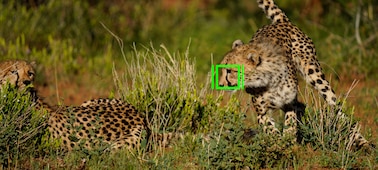 תמונה של שתי צ'יטות עם מסגרת מיקוד אוטומטי המוצגת מעל חלק מהפנים של אחת מהחיות