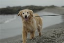 תמונה של כלב הולך על שפת הים