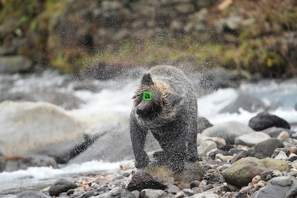 דוב עם מסגרת מיקוד אוטומטי על עינו