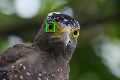 תמונה לדוגמה המציגה סוג נושא (ציפורים) הניתן לזיהוי על ידי הבינה המלאכותית של המצלמה