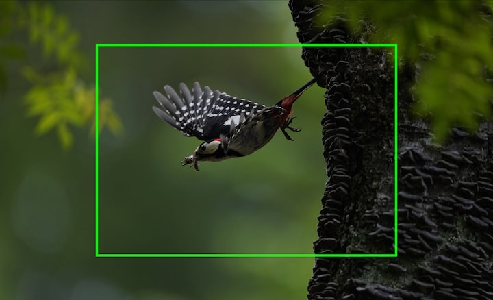 דיוקן של ציפור במעוף, הממחיש את רזולוציית התמונה גבוהה המאפשרת חיתוך של תמונות לצורך הגדלת התמונות שצולמו