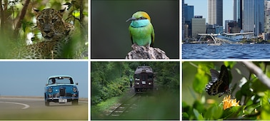 תמונות לדוגמה של נושאים מוכרים: נמר, ציפור, מטוס, מכונית, רכבת, פרפר.