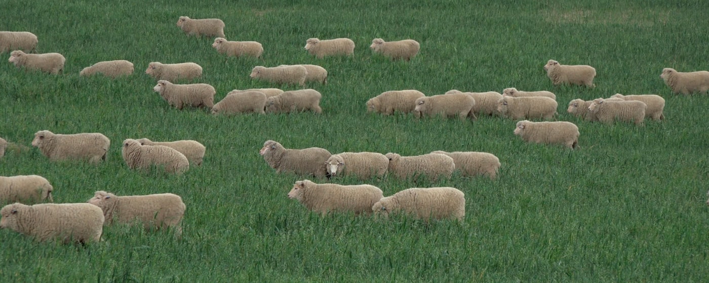צילום של כבשה באיכות גבוהה