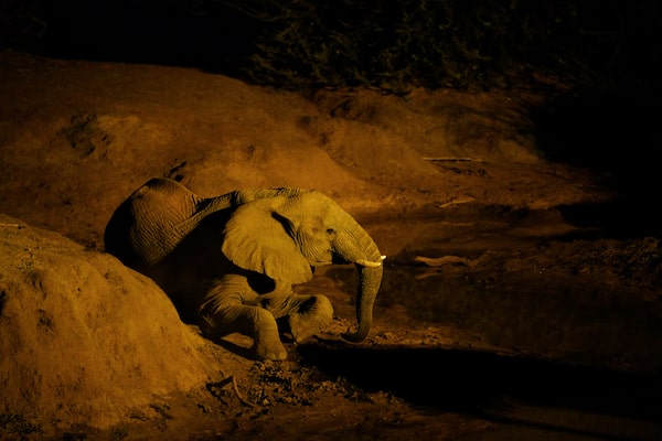 תמונה של פיל בסביבה עם תאורה עמומה