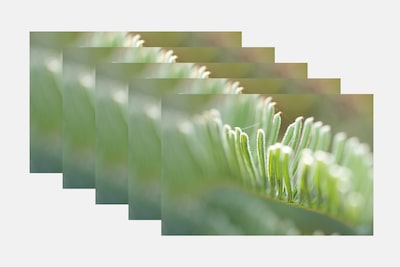מספר תמונות של צמחים שצולמו עם דירוג חשיפות של מיקוד אוטומטי