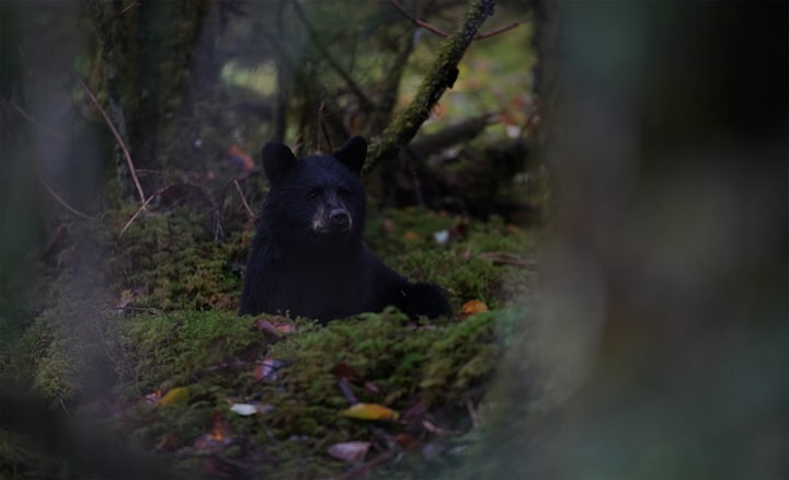 תמונה המציגה דוב בסביבת חורשה עם תאורה עמומה