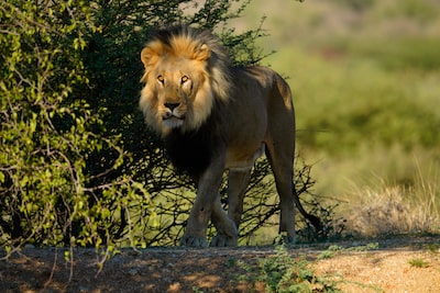 תמונה של אריה בסביבה מוצלת