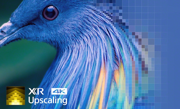 תקריב של הנוצות של ציפור מדגים את האפקט של XR 4K Upscaling
